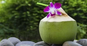 High Quality Green Young Coconut Wholesale Price