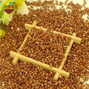 High Quality Low Price Sorghum For Sale