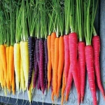 Hot new sale crop fresh carrot export with high quality
