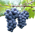 Hot Sale China Fresh Grapes Seedless Grapes Fresh