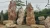 Import hot sale decorative red large landscaping stone from China