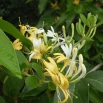 Hot Sale Honeysuckle Flower Extract Powder 10:1 Cosmetic Raw Material
