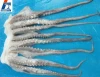 Illex/Gigas Giant /Pacific Squid frozen squid tentacles on sale
