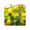 Japanese citrus yuzu drink for good health