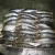 Import Landfrozen Sardine Fish Seafood factory price from Germany