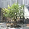 Lifelike Large Outdoor Green Maple Trees