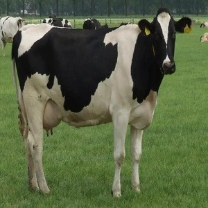 Live Dairy Cows and Pregnant Holstein Heifers Cow/Boer Goats, Live Sheep, Cattle, Lambs for sale
