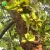 Import Low price sweet flavor Artocarpus heterophyllus jackfruit seedling fruit from China