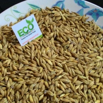 Malt Barley