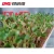 Import Moisture-Absorbent Microgreens and Grass Seed Starter Growing Media Pad Hydroponic Matting from China