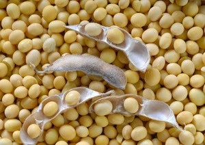 NEW CROP: Soybeans /soyabean (8.0mm) with high quality at competitive prices