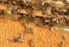 Norson supplynew  Natural Bee Pollen powder
