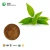 Import Organic Green Tea Extract,High Quality l theanine Powder,l-theanine 98% from China