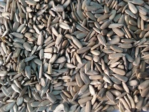 organic high Sunflower Seed kernels for sale