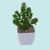 Ornamental plants bonsai artificial tree glass pot for plants