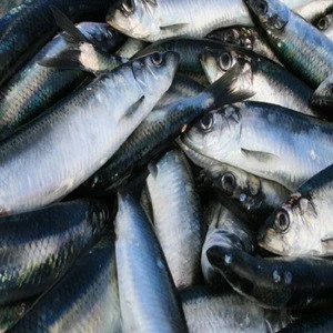 Pacific Mackerel Fish Factory Wholesale Deep Sea Frozen W/R  Seafood On Sales