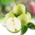 Import pears with thin skin and thick meat crisp sweet and juicy chinese green pear tonometer pear from China