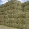 Premium Grade  Alfafa Hay for Animal Feeding Stuff Alfalfa / Alfalfa Hay