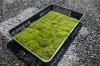 Professional moss garden supplies , other gardening part also available