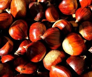 Raw sweet edible bulk chestnut wholesale