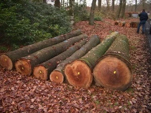 Red Oak Logs