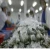 Import Sea Food Shrimp Frozen from Thailand from China