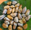 seafood frozen mussel products