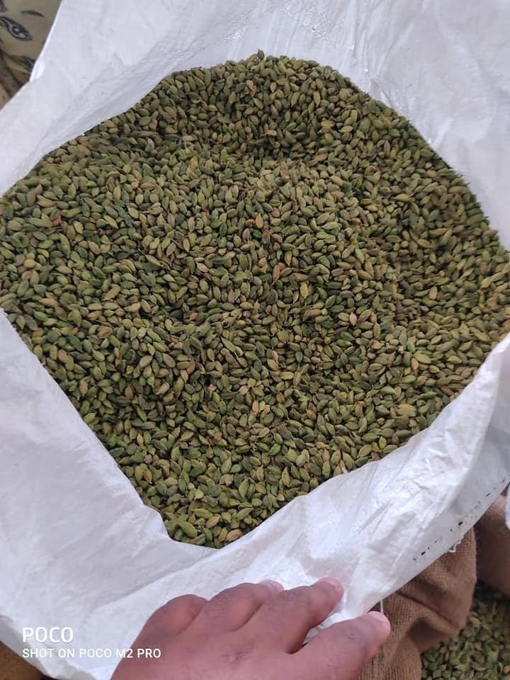 Single Spices Cardamom From India