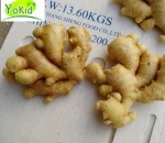 Specification Fresh Ginger