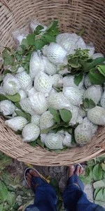SWEET GUAVA/ FRESH GUAVA FROM VIETNAM CHEAP PRICE, FRESH