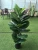 Import TH-15 Hot wholesale artificial ficus bonsai trees plastic faux fiddle leaf fig tree from China
