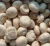 Import Top quality  Delicious White  Frozen  Mushroom Champignon Nameko Edulis Bolitus from China