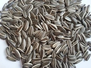 turkish sunflower seed kernels price