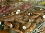 White Fresh Cassava