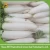 Import white radish exporter from China