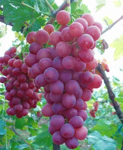 Wholesale Fresh Grapes / Fresh Green Grapes