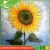Import Wholesale High Quality cheap Handpainting Sunflower Modern Wall Art Oil Painting Canvas from China