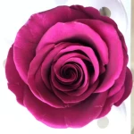 Wholesale Kunming   preserved roses for decoration