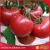 Import Wholesale natural farm fresh tomato from China