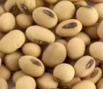soya beans