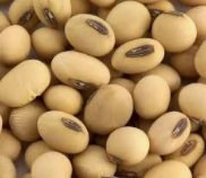 soya beans