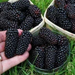 Fresh and  frozen mulberry fruits