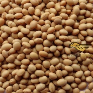 Premium Quality 100% Organic Soybeans, Soybean Glycine Max