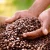 Import Top Harvest Arabica Coffee Bean Wholesale Export Supply Coffee Bean For Worldwide Market Strong Demand from South Africa