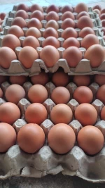 Chicken Eggs, Fresh Eggs, Brown Eggs, Eggs