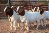 100% Full Blood Boer Goats, Live Sheep, Goats, Steer, Cows, Calves