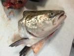 Frozen Salmon Heads