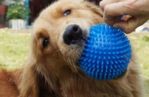 Dog Bouncy Ball