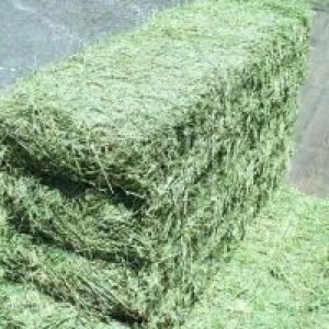 Quality Grade Alfafa Hay Bales Stocks at Very Competitive Price