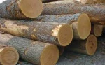 Teak Wood Logs and Oak/ Beech/ Spruce Logs Export